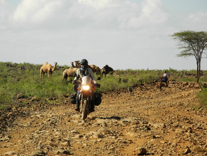 Camels