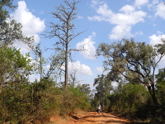 Cedar trees