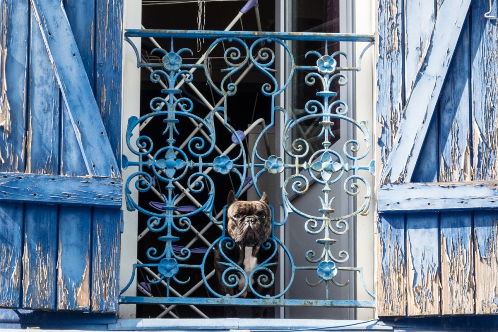 france dogs.