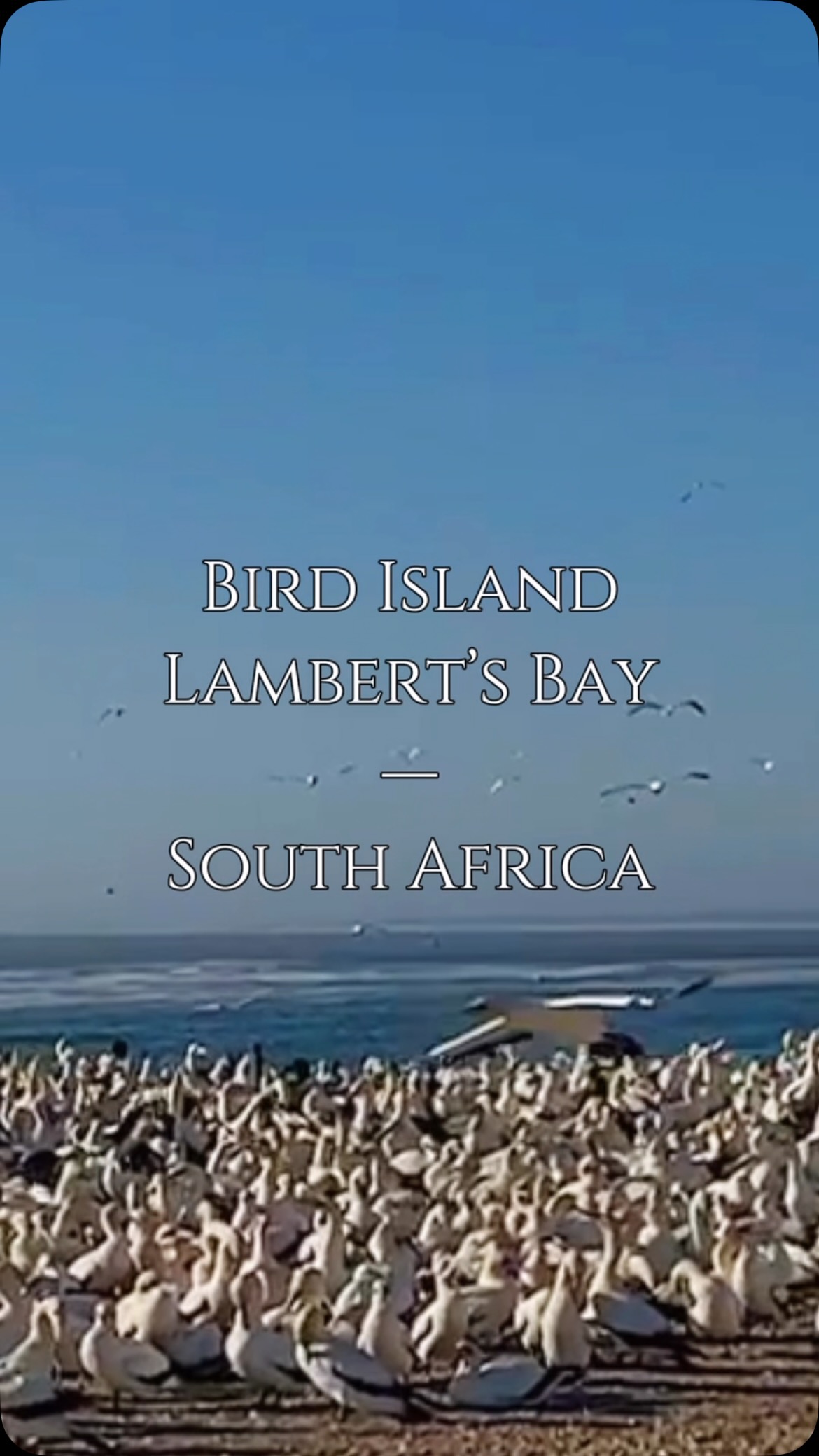 Cape Gannets; Lambert’s Bay, west coast of South Africa.
They are large birds with striking black and white plumage, a golden-yellow crown and nape, and pale blue eyes. Their pointed bills are pale blue with fine serrations near the tip.
They primarily feed on small fish like sardines and anchovies, consuming around 300 grams of fish daily.
These birds are monogamous and breed in large colonies on islands off the coasts of South Africa and Namibia.
The Cape Gannet is a medium-sized seabird with these dimensions:
**Length**: About 84–94 cm (33–37 inches) from beak to tail.
**Wingspan**: Approximately 170–185 cm (67–73 inches), giving them an impressive presence in the air.
**Weight**: They typically weigh between 2.3–3.6 kg (5–8 pounds).
Their streamlined bodies and large wings make them powerful divers and graceful fliers! They’re quite impressive to see in action.
The Cape Gannet is classified as endangered due to declining populations, largely caused by overfishing and habitat loss.
******************************
Brought to you by @pikipiki_overland and  @chasing_beer
——————————
@turkanagear @bartang.eu @renedian_adventures @advmotorcycleparts @helmwatches 
#westerncape #birdswatching #wekeepmoments #birdshots #mastergallery #worldbestshots #seabird #earthvisuals #globalcapture #gomag #excellent_nature #the_gallery_of_magic #wildlifeconservation #yourshotphotographer #węgry #natgeolandscape #visualofearth #wanderout #wildlifeart #birdsphotography #sealover #nationalearth #menselense #wildlifephotographer #earthoutdoors #bestnatureshot #depthsofearth #seabirds #gottolove_this #capegannet