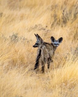 Big ears, little fox, and one of those alway special Etosha moments.
Out on a game drive through Etosha national park, we spotted this young bat-eared fox standing in the long golden grass, with mom and dad not too far away keeping an eye on things.
It might look like those satellite dishes for ears were accidentally fitted as an afterthought or a prank, but those ears are serious equipment. Their hearing is good enough to help them locate insects underground, and termites make up a huge part of their diet. 
In fact, unlike most members of the dog family, bat-eared foxes are primarily insect eaters.
They’re also rather close family animals. Pairs raise their youngsters together, with the males doing a surprising amount of the babysitting and guarding while mom heads off to feed. And here’s a good bit of useless pub-quiz knowledge: bat-eared foxes can have up to 50 teeth, more than most other placental mammals.
They’re not endangered, but they are legally protected game in Namibia, and despite sometimes being mistaken for livestock predators, they’re far more interested in hoovering up termites than chasing someone’s sheep.
Etosha is famous for its elephants, lions and rhinos, but sightings like this are a good reminder to look beyond the headline acts.
Sometimes you stop the car for Africa’s big stuff.
And sometimes you sit there staring at a youngster with two enormous ears and 50 teeth who mostly just wants a termite for lunch. 😁
#menselense #wegtydskrif #etosha #fox #getawaymagazine