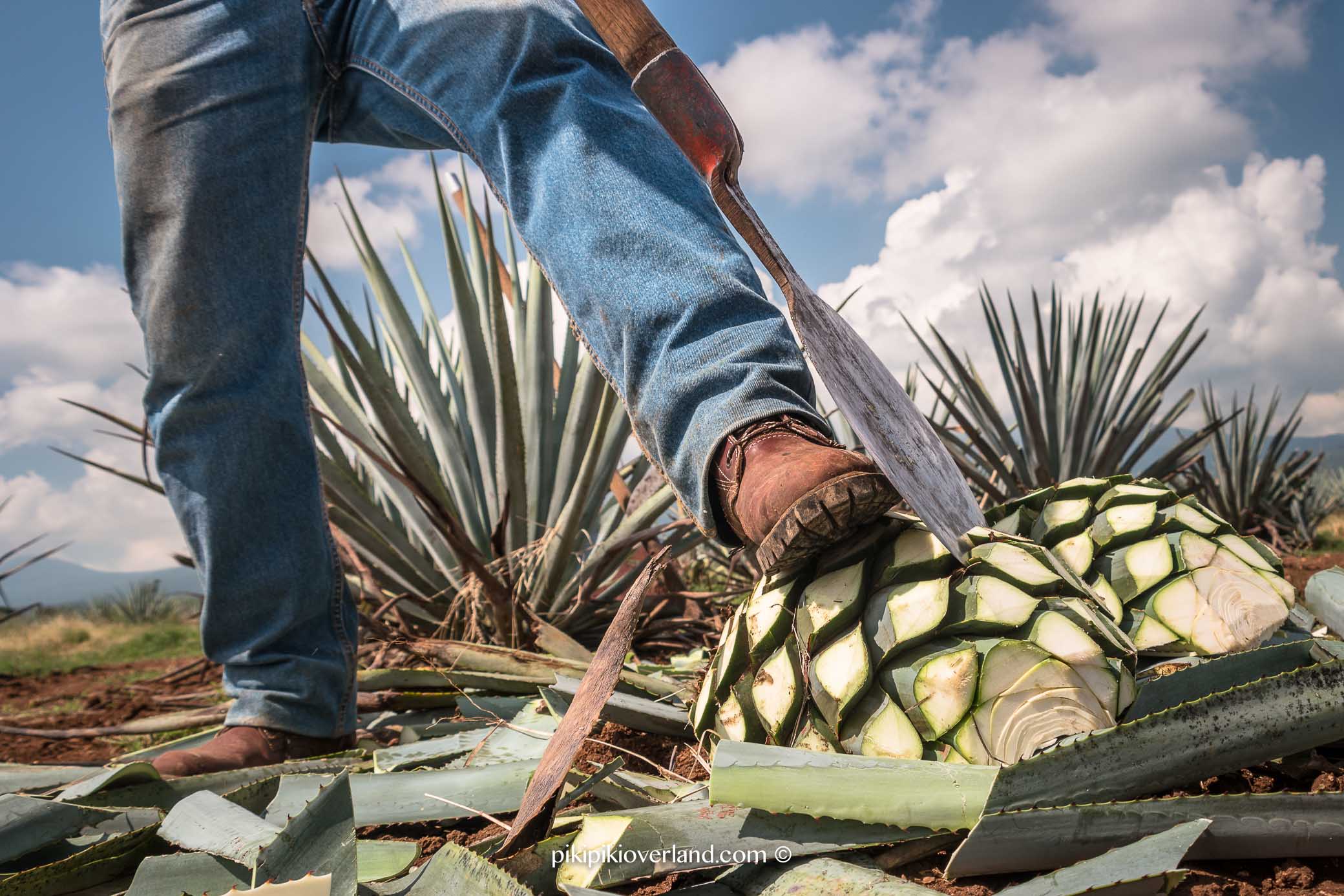 Algarve - how they make Tequila in Mexico